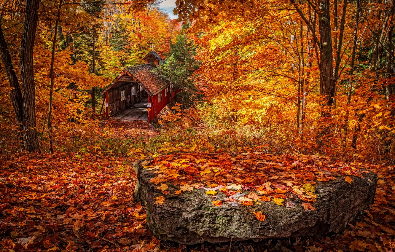 Фото обои осень, лес, деревья, пейзаж, природа, камень, forest, листопад