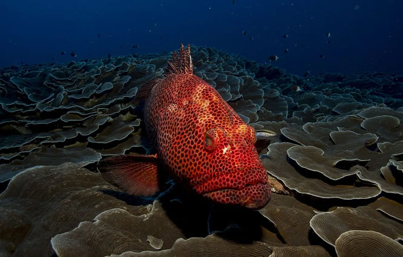 Фото обои sea, photo, water, red fish, red and black polka-dot fish, grouper