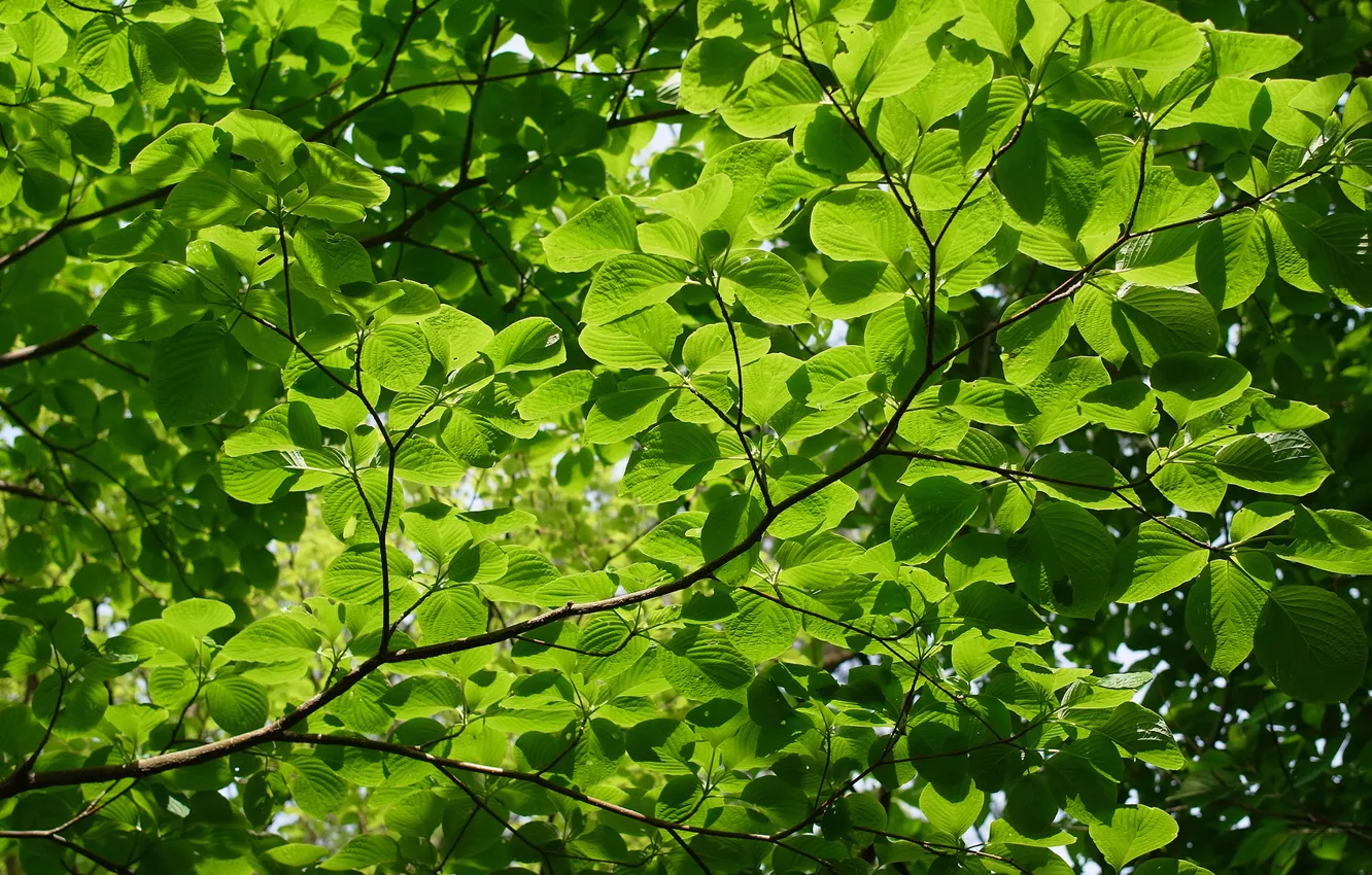 Фото обои лето, деревья, природа, ветви, текстура, зелёные листья, светло-зелёный фон