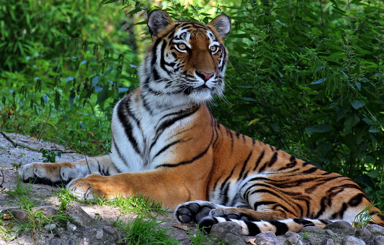 Фото обои тигр, хищник, красавец