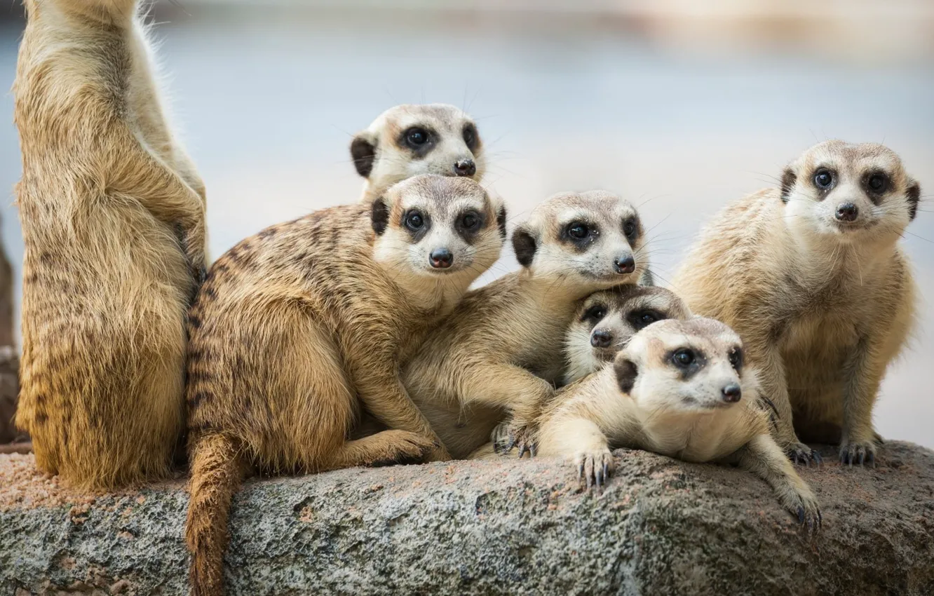 Фото обои Cute, Animal, Mongoose, Meerkat, animal themes, group of animals