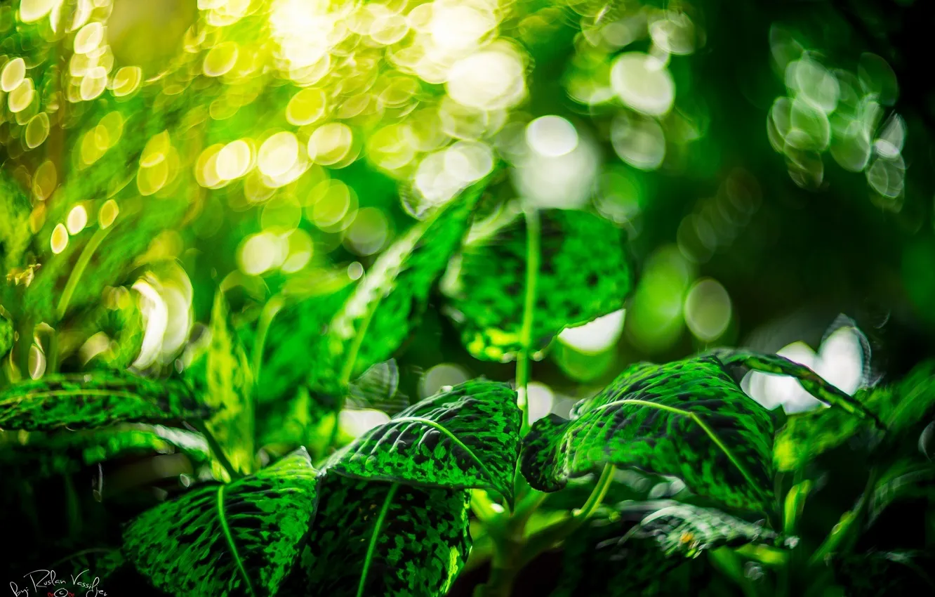 Фото обои листья, макро, свет, зеленый, блики