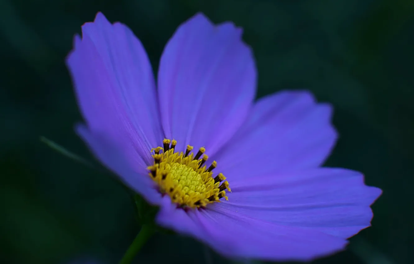 Фото обои цветок, макро, синий, фон, темный, лепестки, Космея