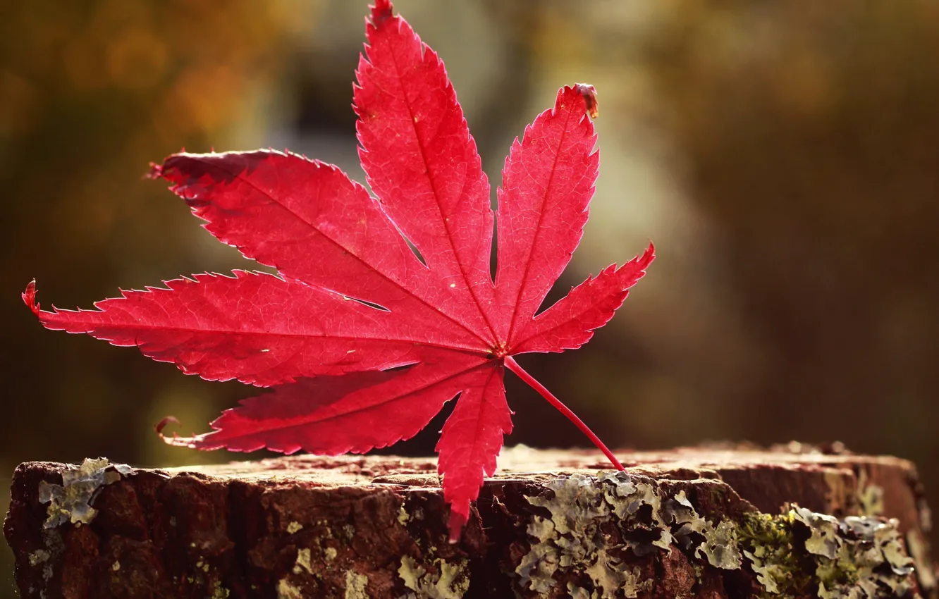 Фото обои осень, лист, багрянец