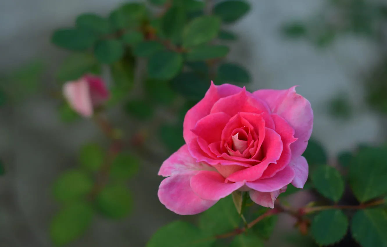 Фото обои розовая, роза, лепестки, бутон