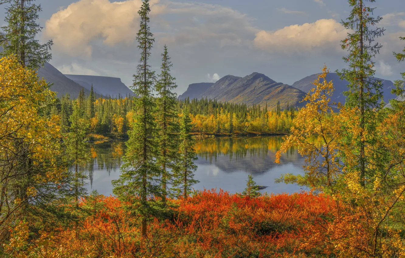 Фото обои осень, лес, деревья, горы, озеро, Россия, Хибины, Кольский полуостров