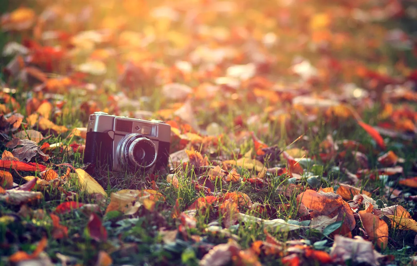 Фото обои осень, трава, листья, солнце, макро, свет, тепло, обработка