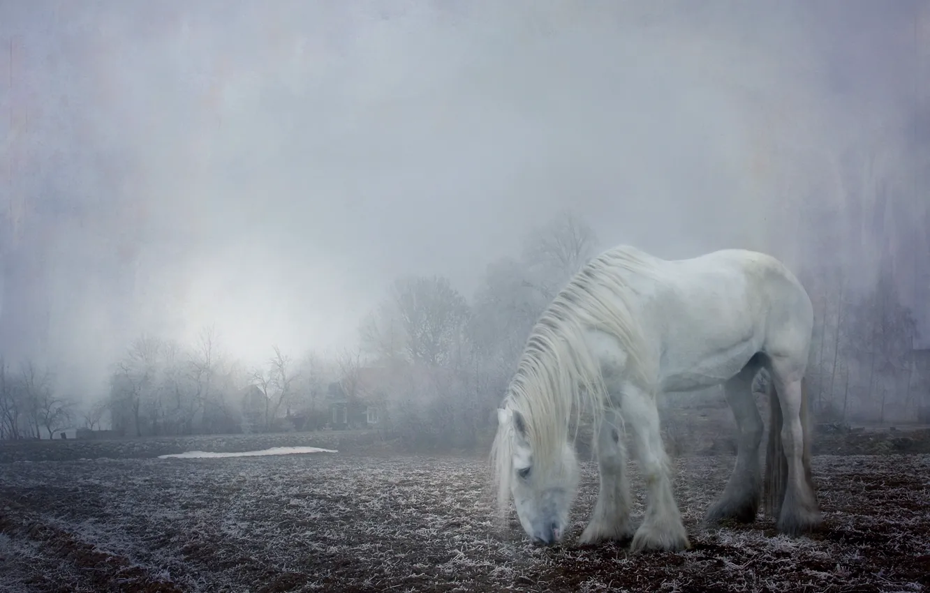 Фото обои зима, иней, поле, белый, свет, снег, деревья, пейзаж