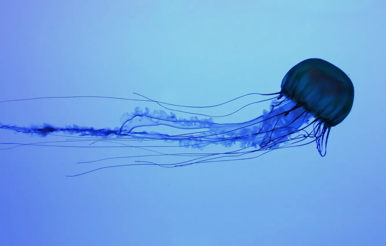 Фото обои синий, медуза