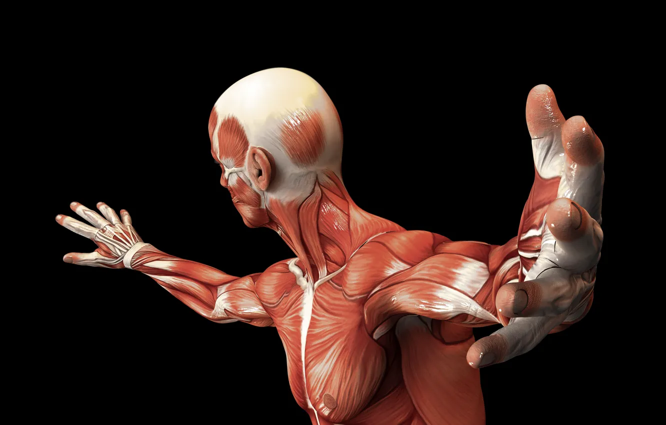 Фото обои muscles, body, human, muscle fiber