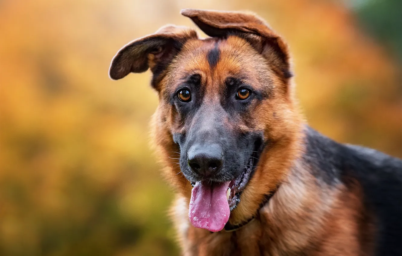 Фото обои язык, взгляд, морда, фон, портрет, собака, уши, боке