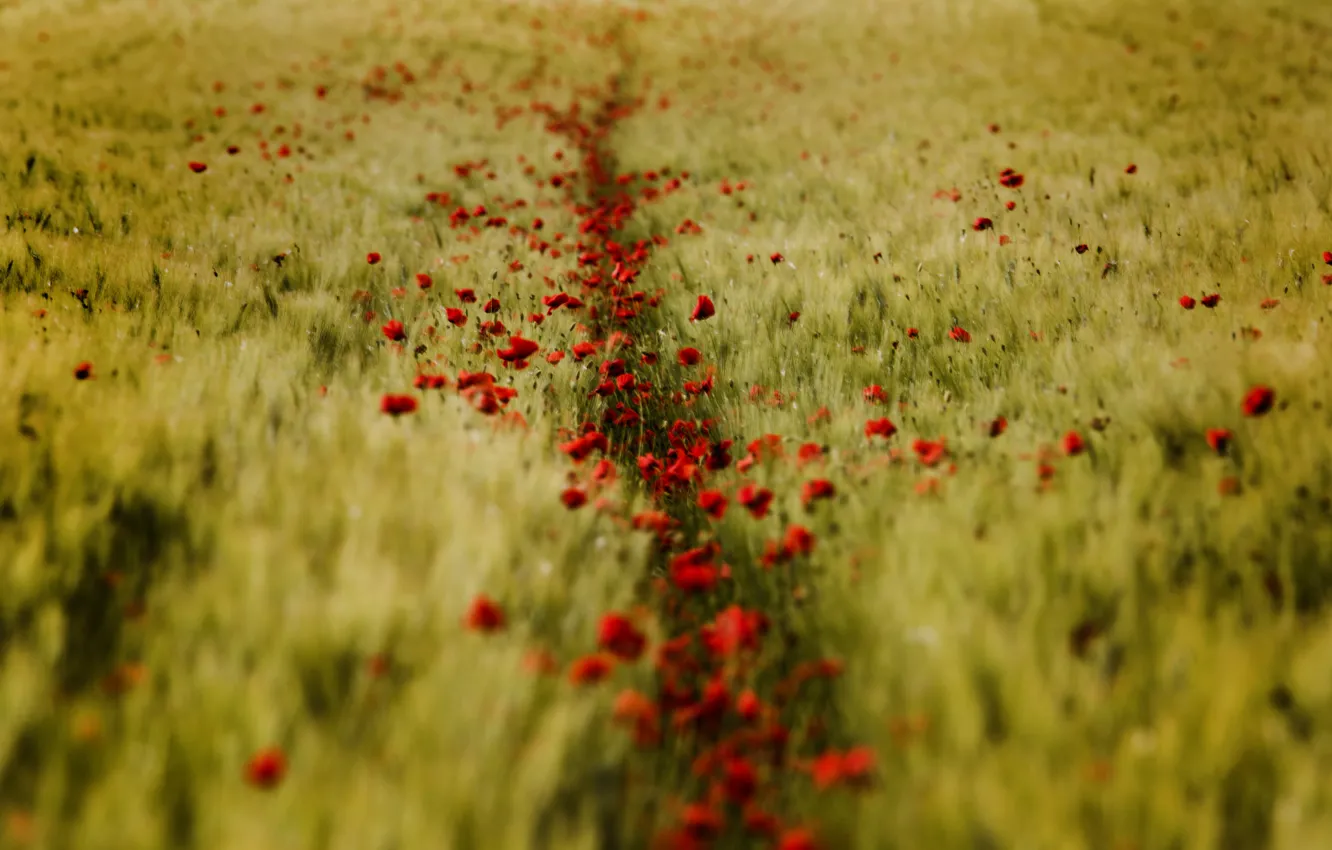 Фото обои пшеница, поле, лето, маки, красные