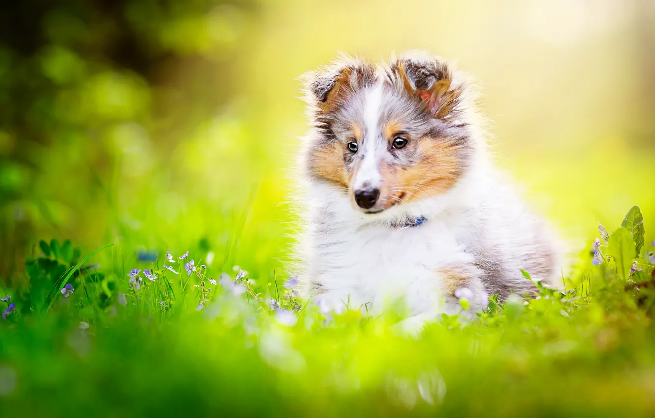 Фото обои цветы, собака, щенок, боке, Шелти, Шетландская овчарка