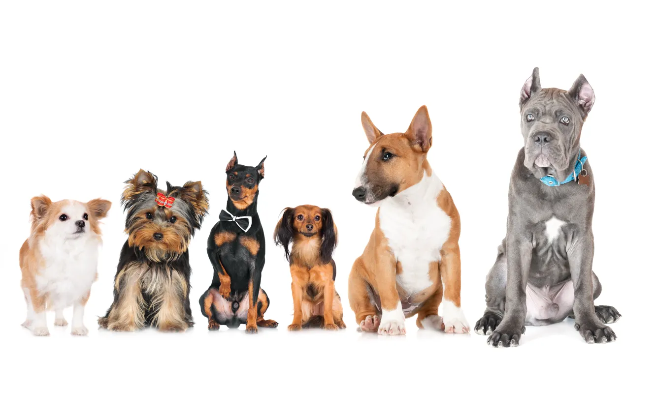 Фото обои животные, собаки, фото, Бультерьер, Чихуахуа, Йоркширский терьер, Doberman, Russkiy Toy