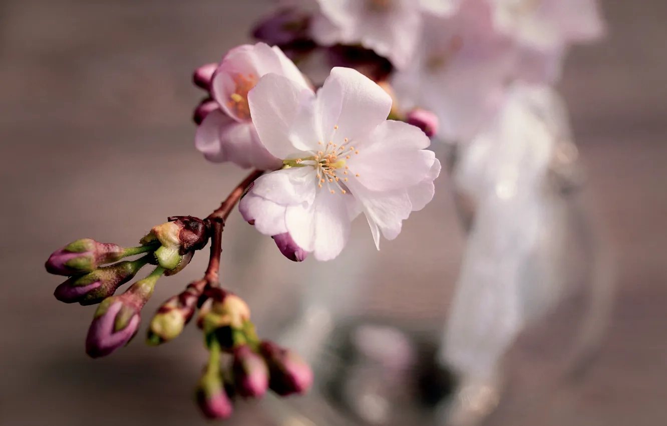 Фото обои цветок, вишня, веточка, весна, сакура, бутоны, цветение, композиция