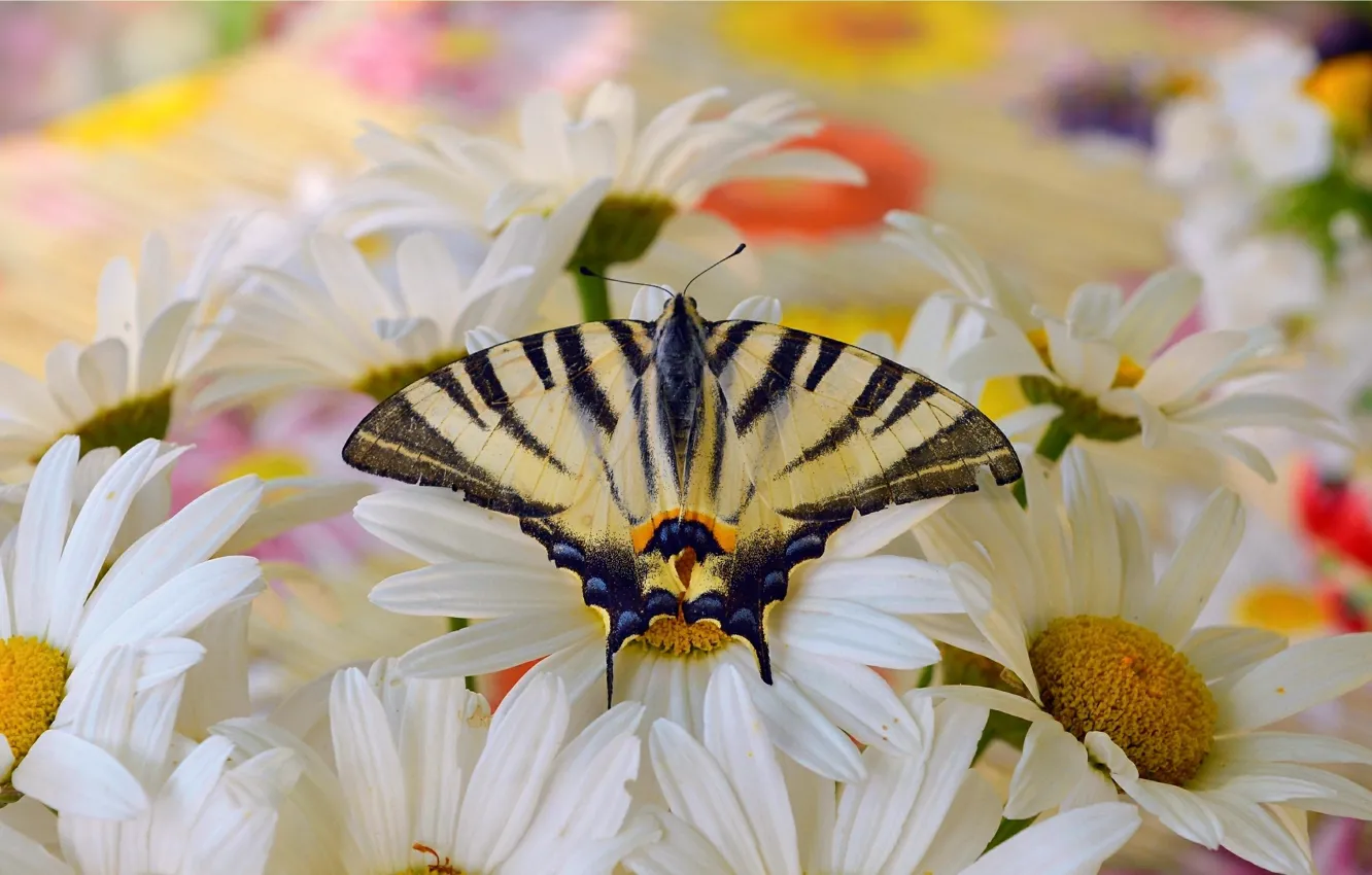 Фото обои Макро, Бабочка, Macro, Butterfly, Белые цветы, White flowers