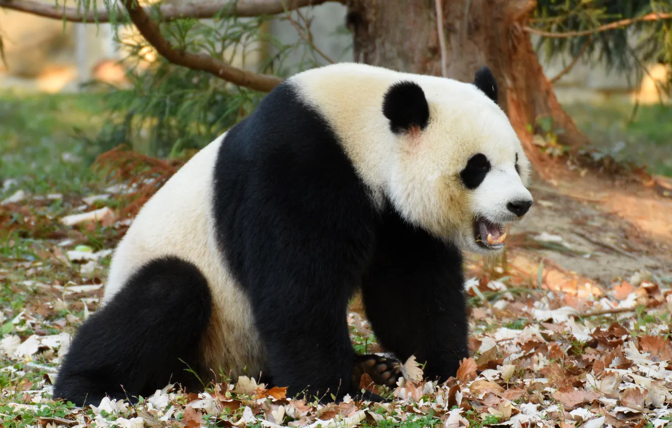 Фото обои wallpaper, background, autumn, leaves, tree, animal, branch, panda
