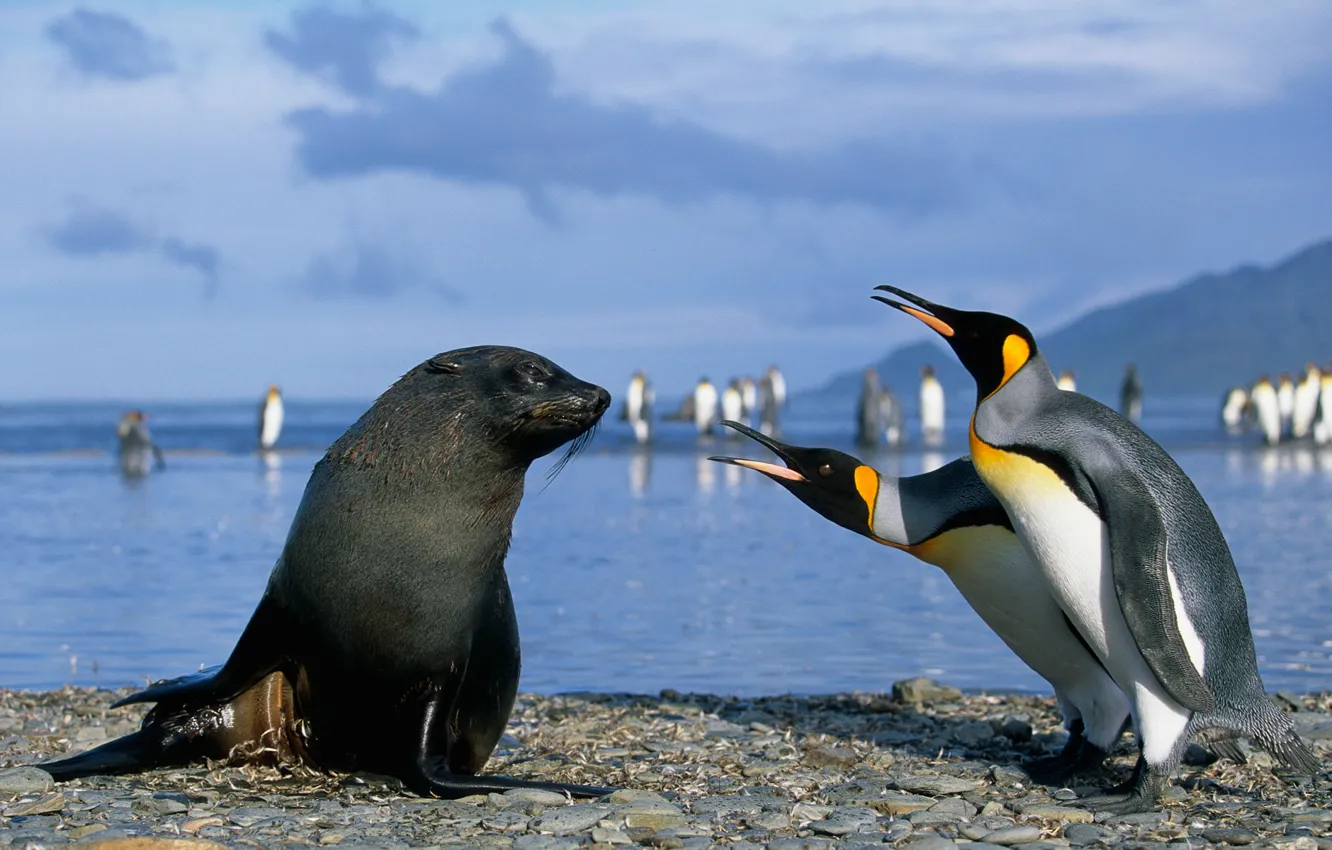 Фото обои тюлень, пингвины, антарктика