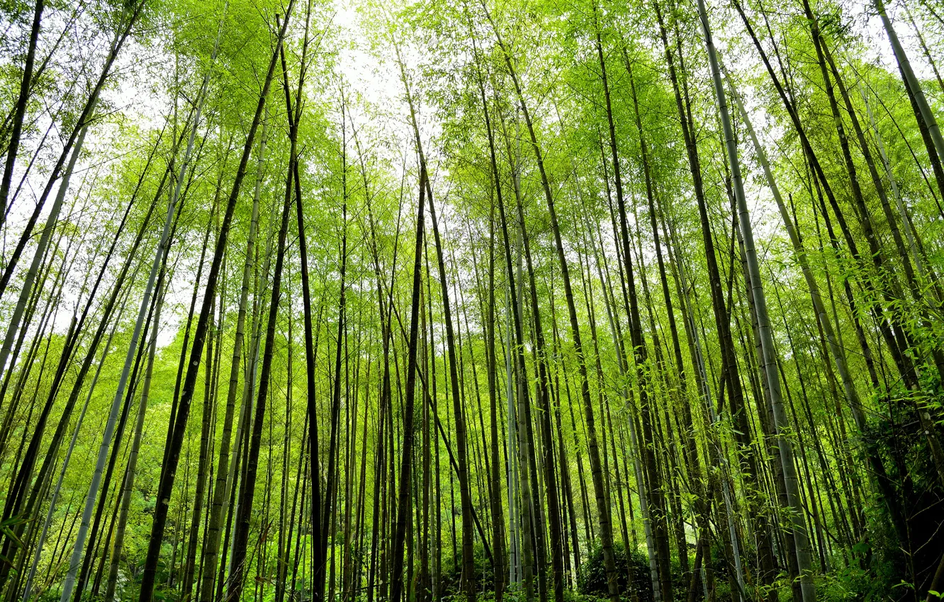 Фото обои природа, заросли, растение, бамбук