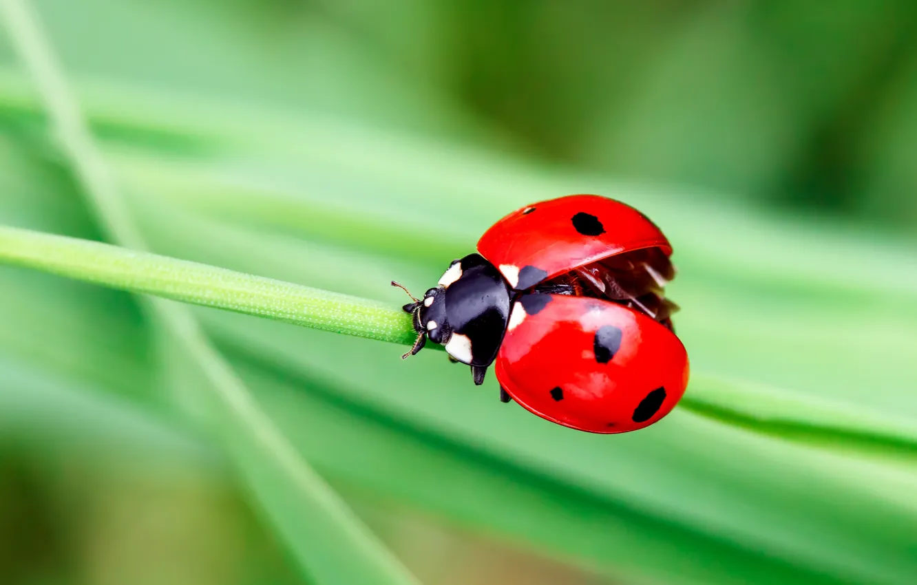 Фото обои beautiful, beetle, beauty, blade, bright, bug, biology