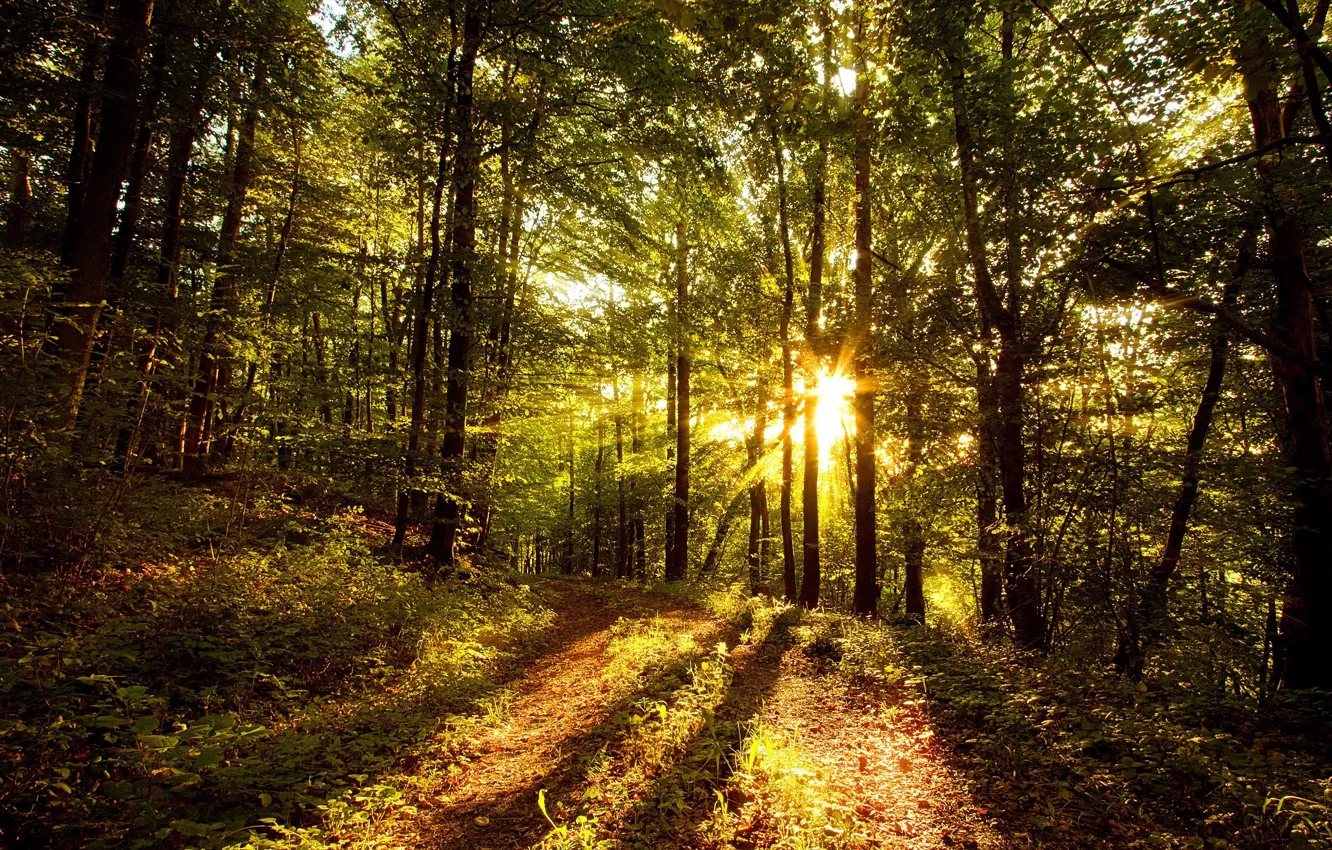 Фото обои солнце, свет, деревья, Лес
