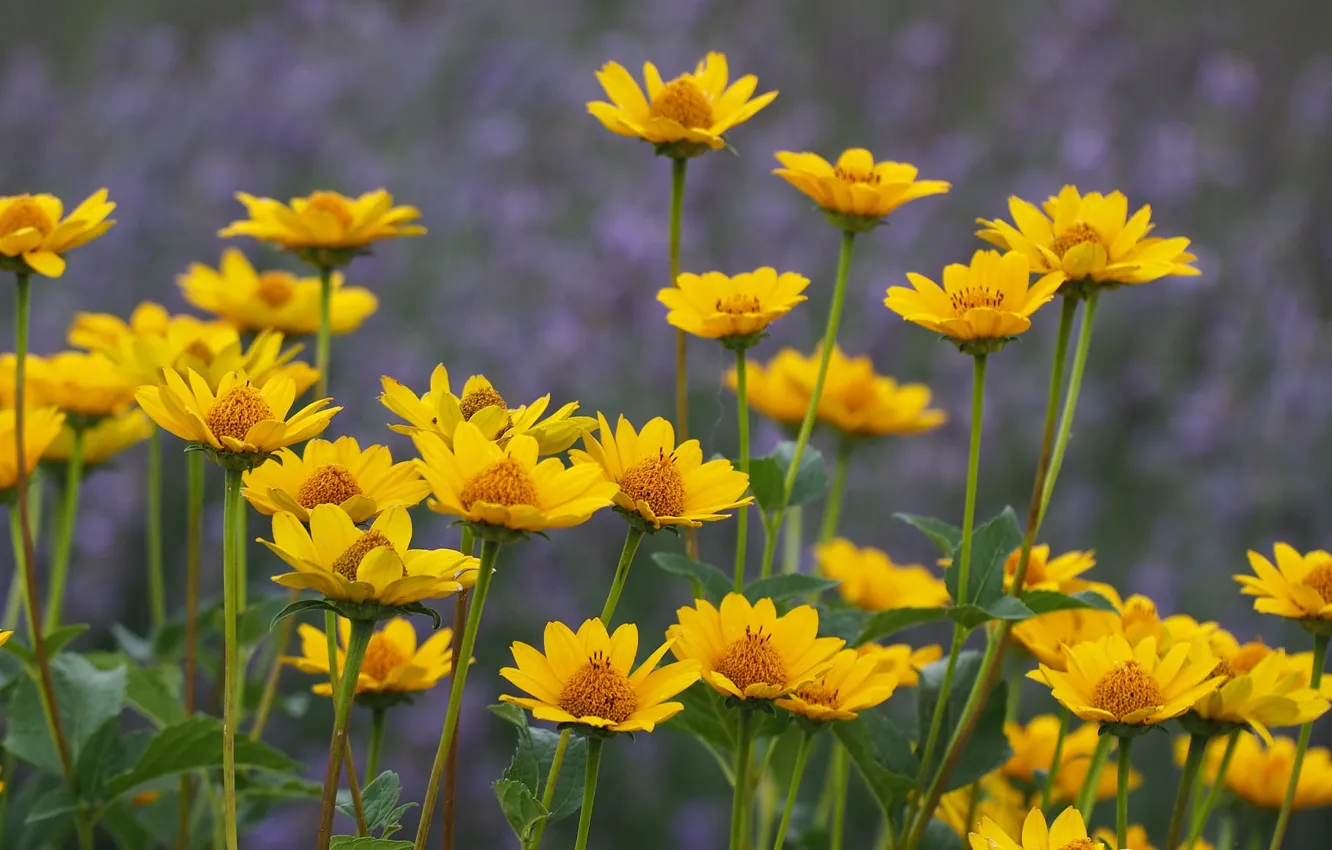 Фото обои поле, лето, цветы