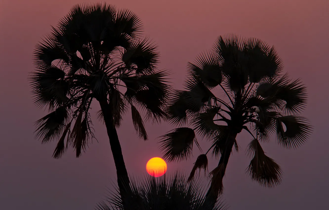Фото обои небо, солнце, закат, пальмы, силуэт