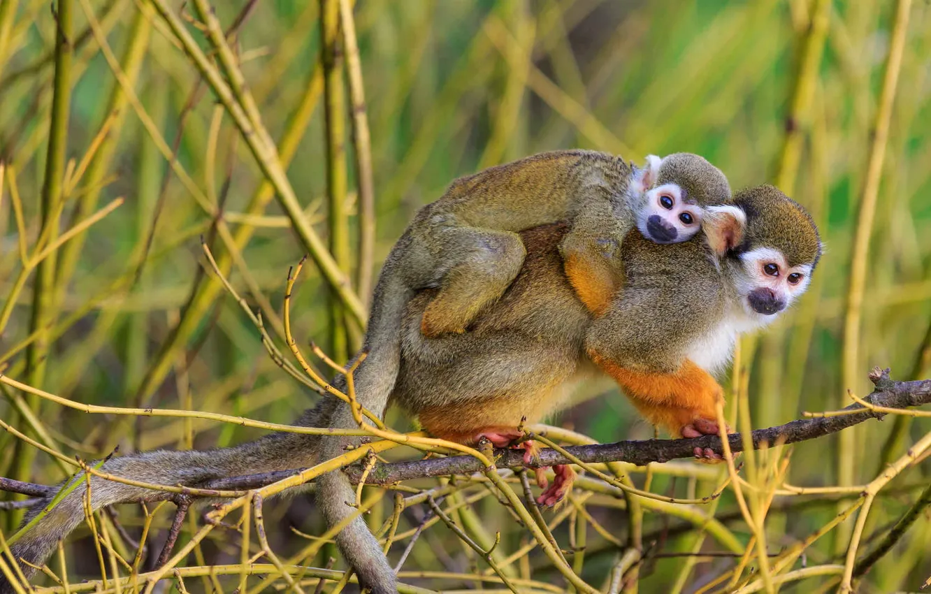 Фото обои природа, семья, обезьяна, макака