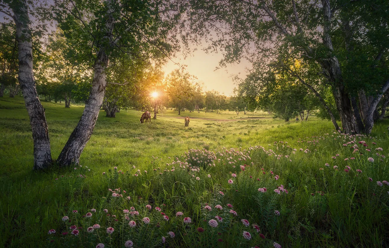 Фото обои поле, лето, деревья, цветы, конь, лошадь, луг, берёзы