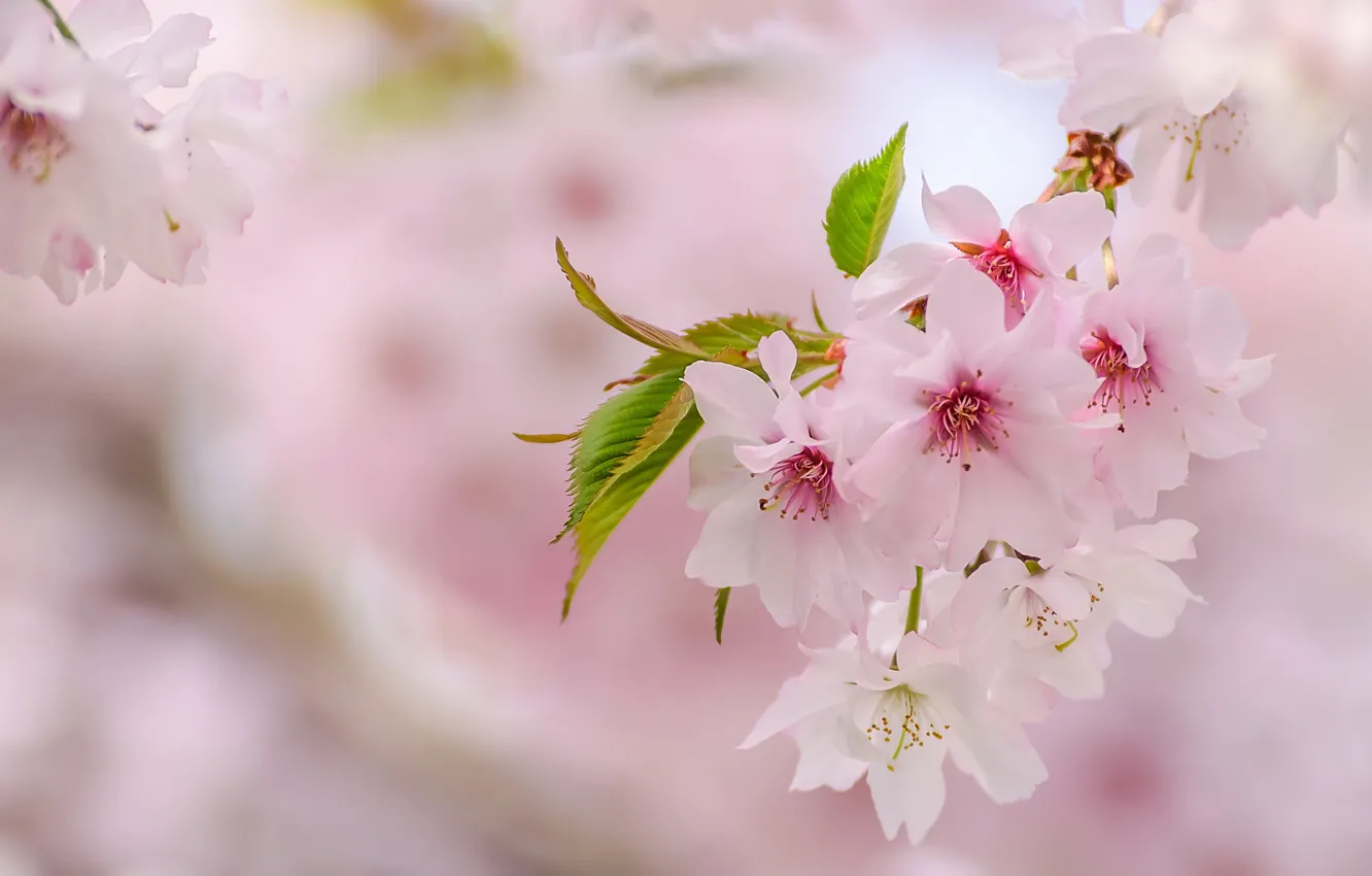 Фото обои розовый, нежность, весна, сакура