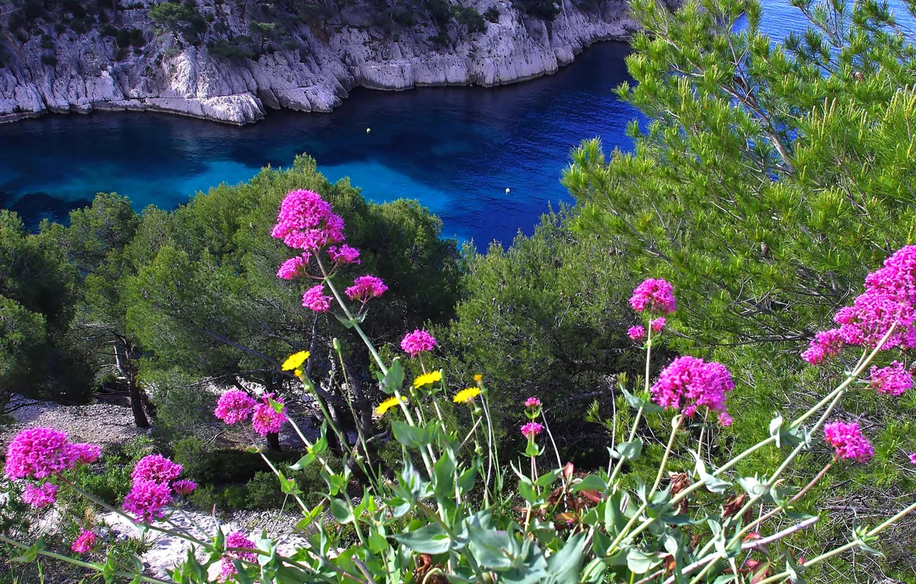 Фото обои море, цветы, природа, скалы, залив
