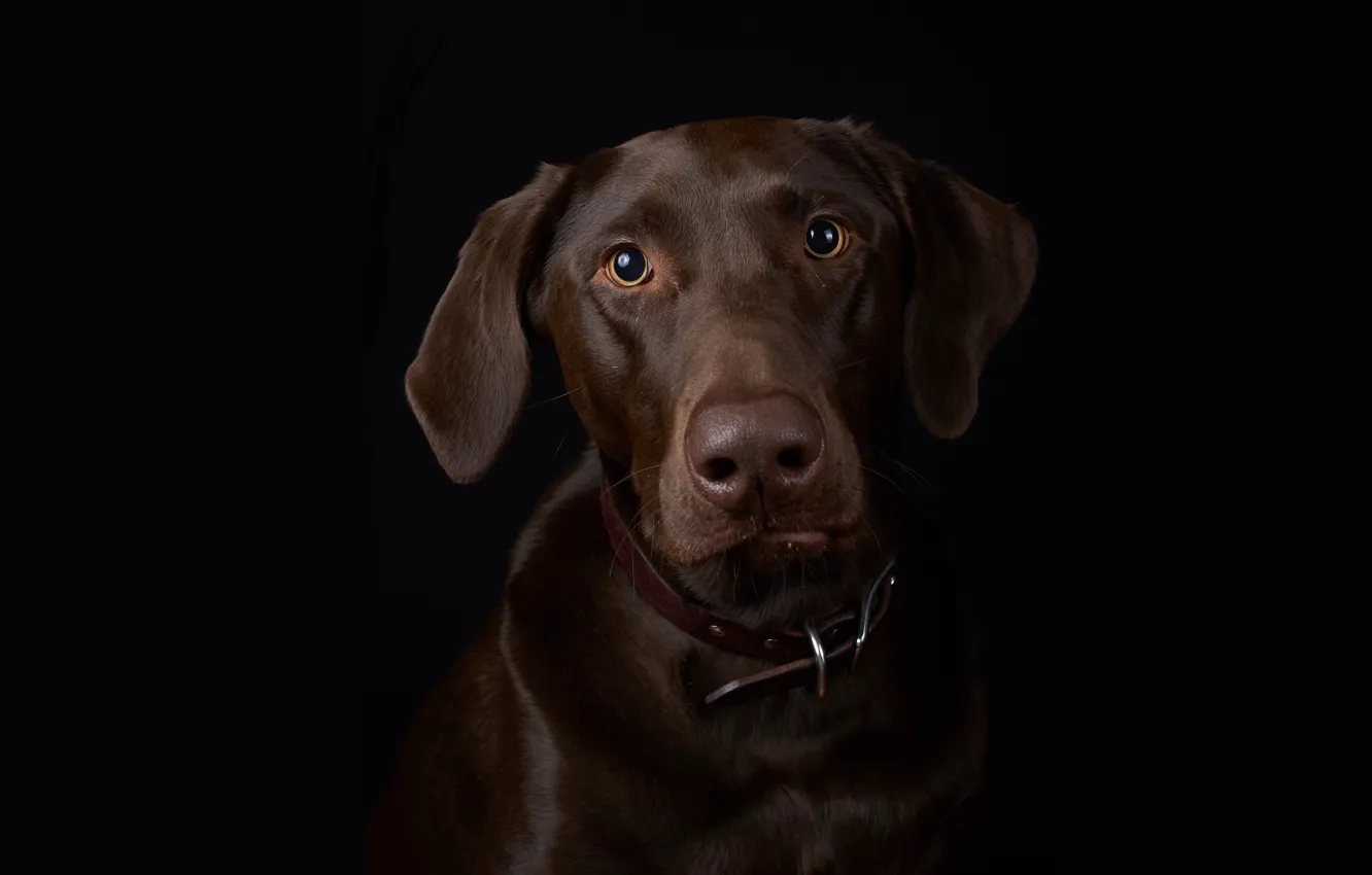 Фото обои портрет, собака, чёрный фон