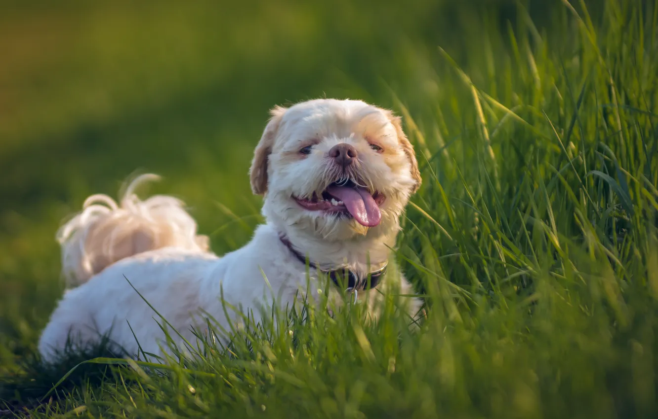 Фото обои язык, трава, собака, Ши-тцу