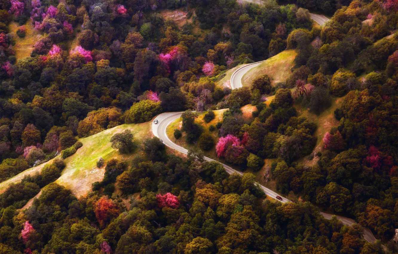 Фото обои дорога, деревья, машины, леса, вид сверху