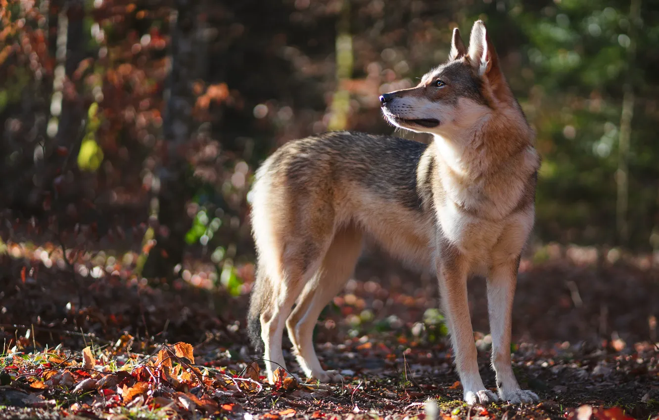 Фото обои осень, лес, поза, волк
