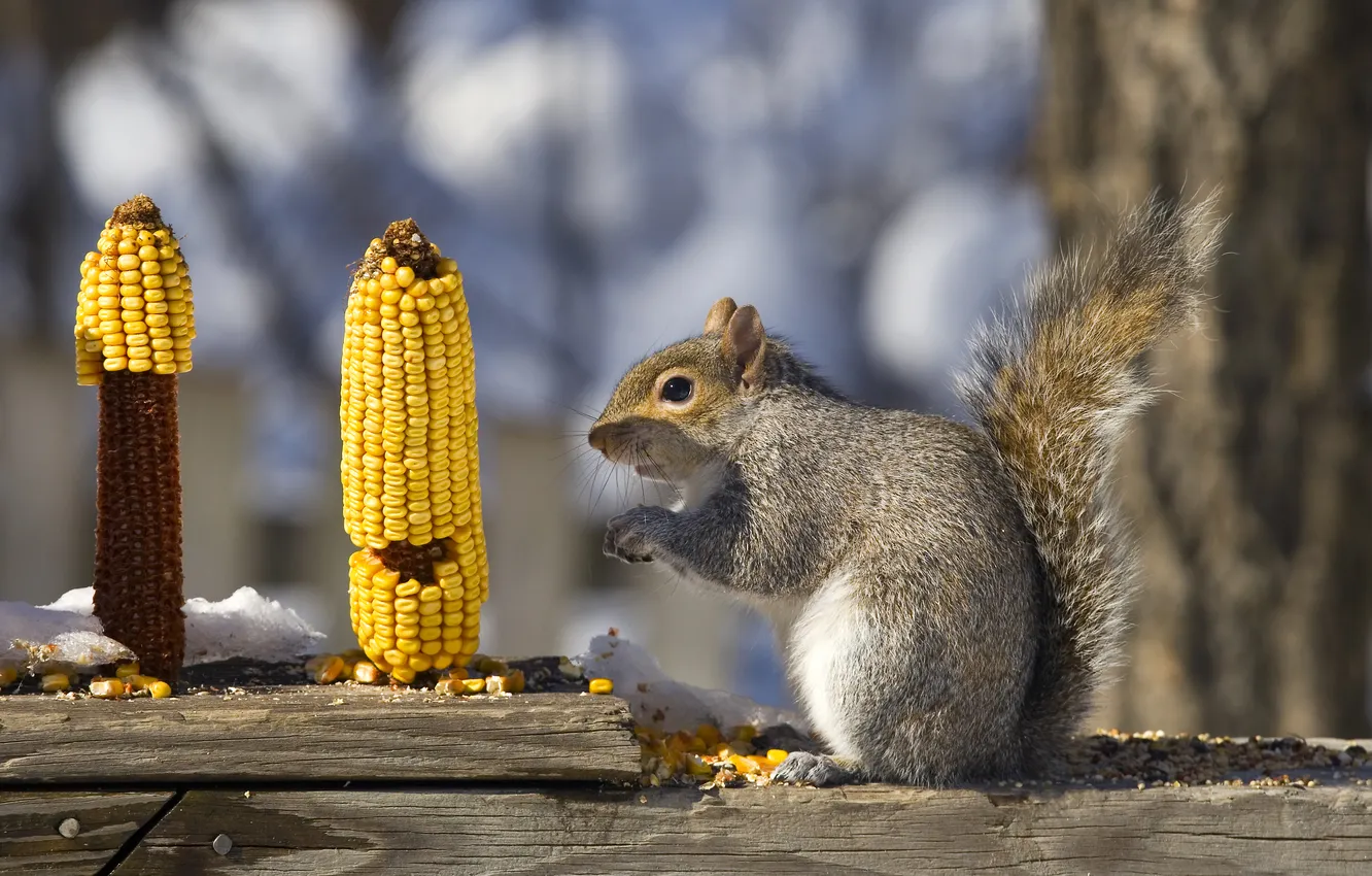 Фото обои белка, кушает, кукурузу