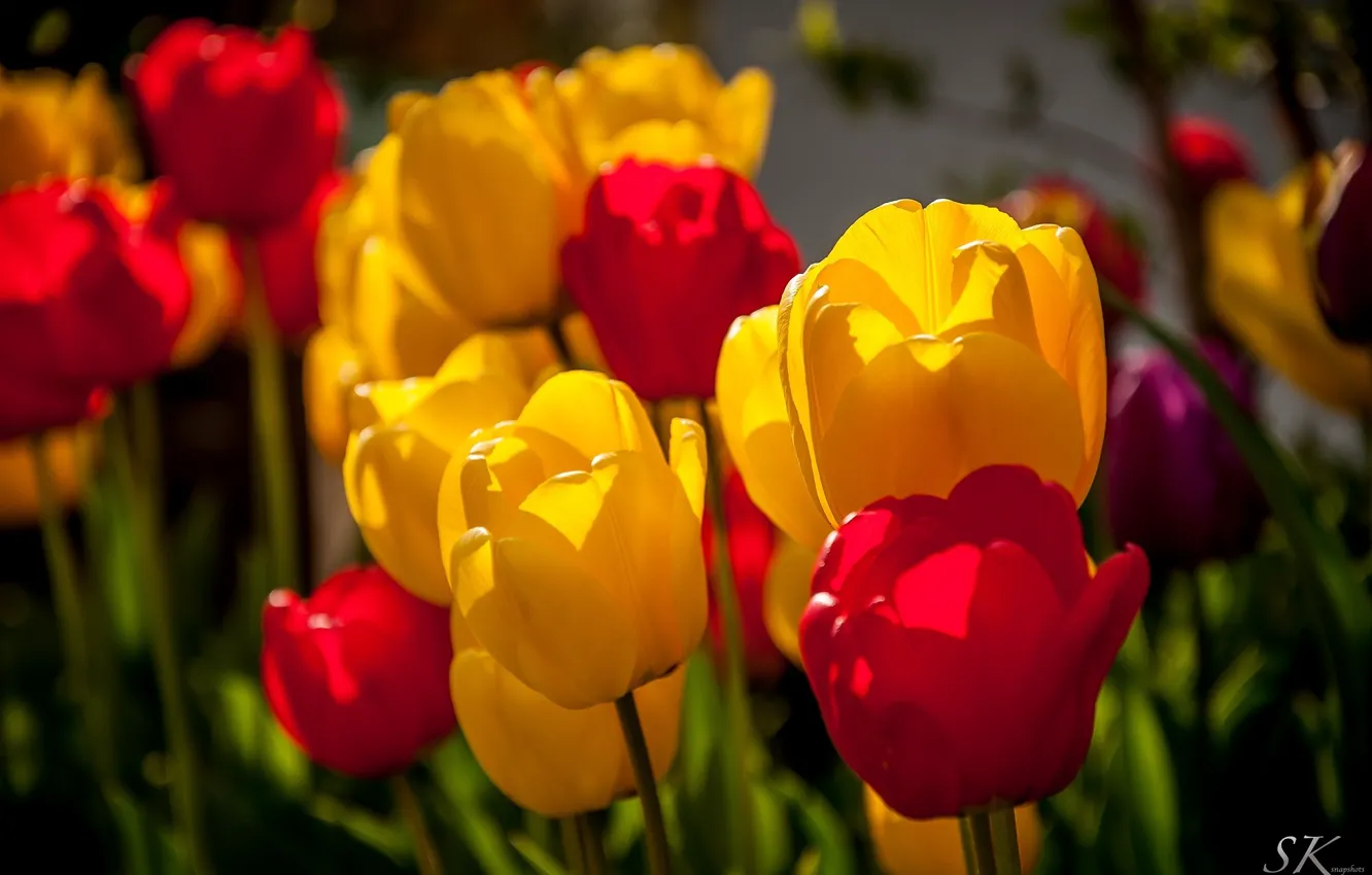 Фото обои цвета, макро, цветы, желтый, красный, тюльпаны