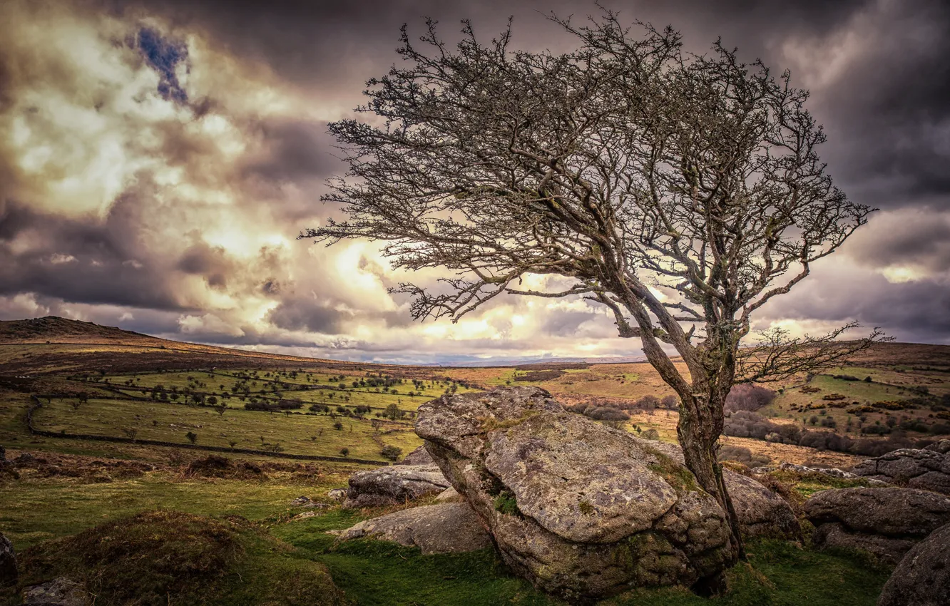 Фото обои камни, дерево, Англия, Девон