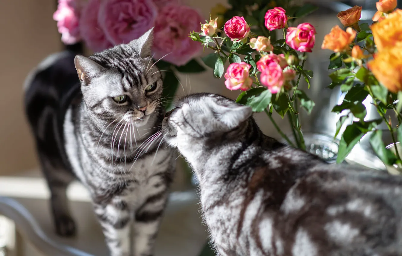 Фото обои кошка, кот, свет, кошки, цветы, розы, букет, пара
