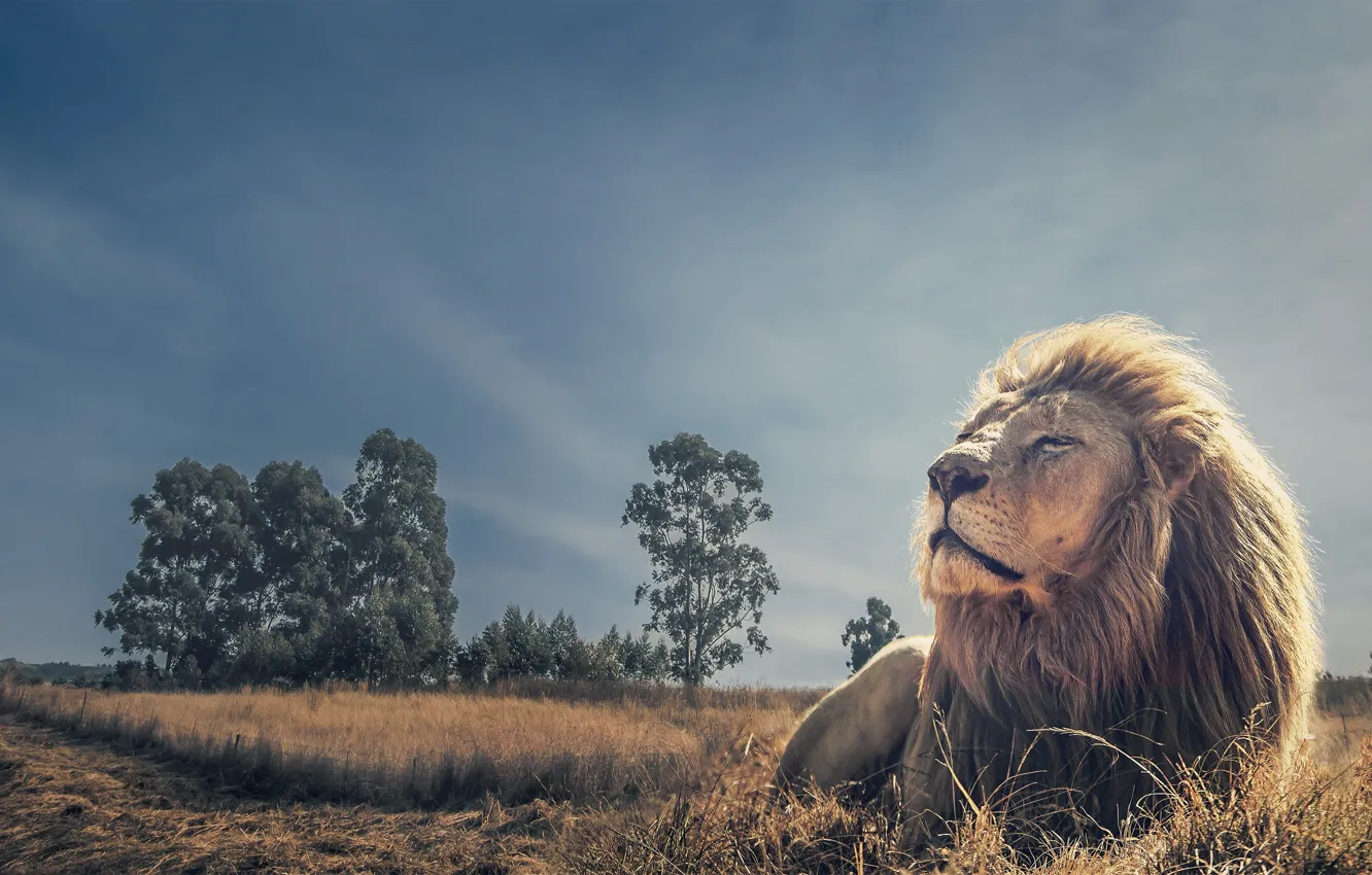 Фото обои отдых, лев, царь зверей