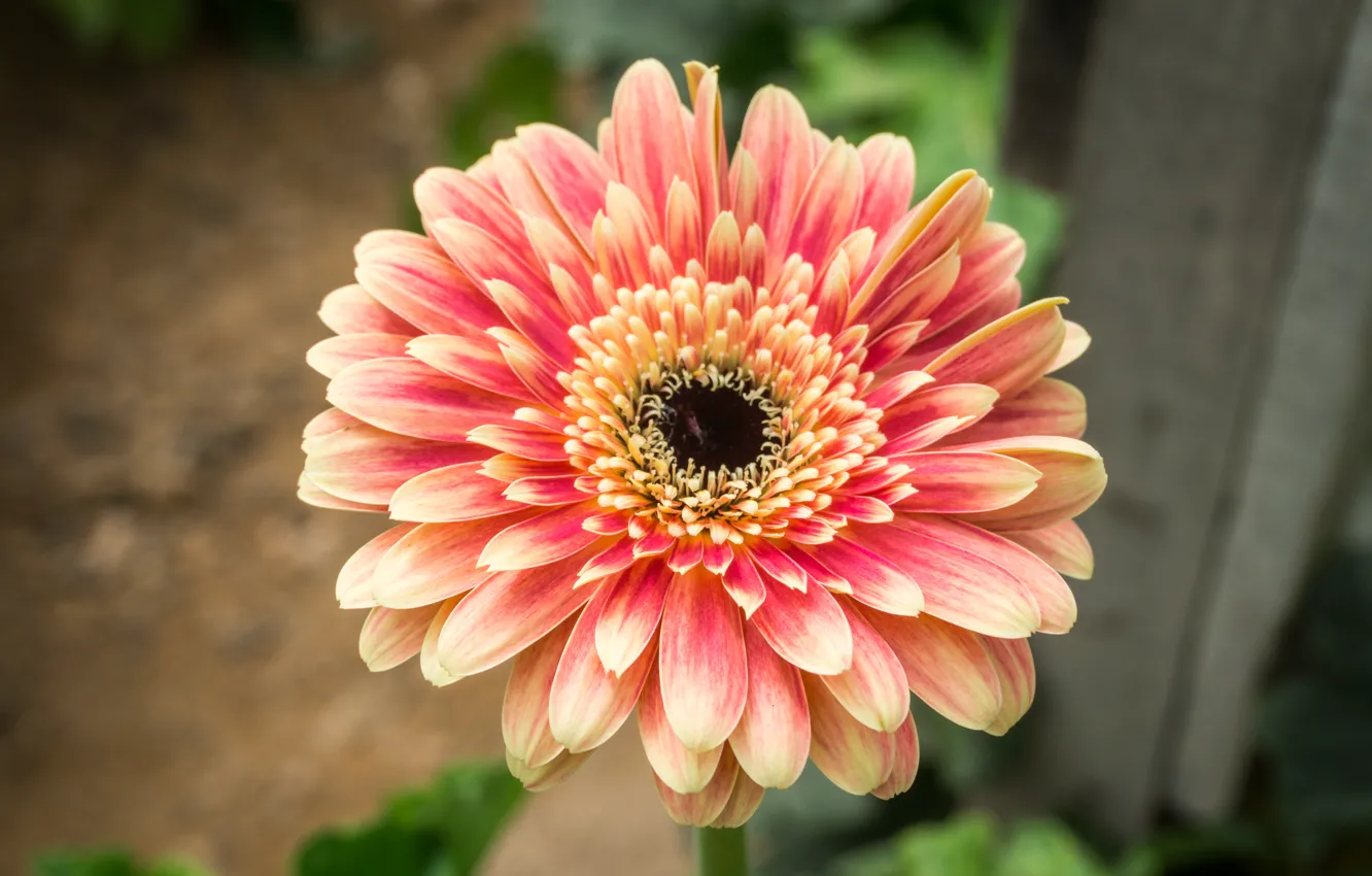 Фото обои flower, nature, yellow, flowers, orange, purple, flora