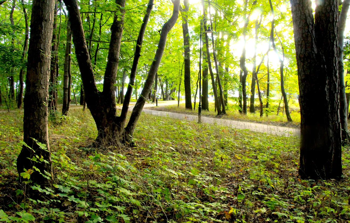 Фото обои trees, park, sun