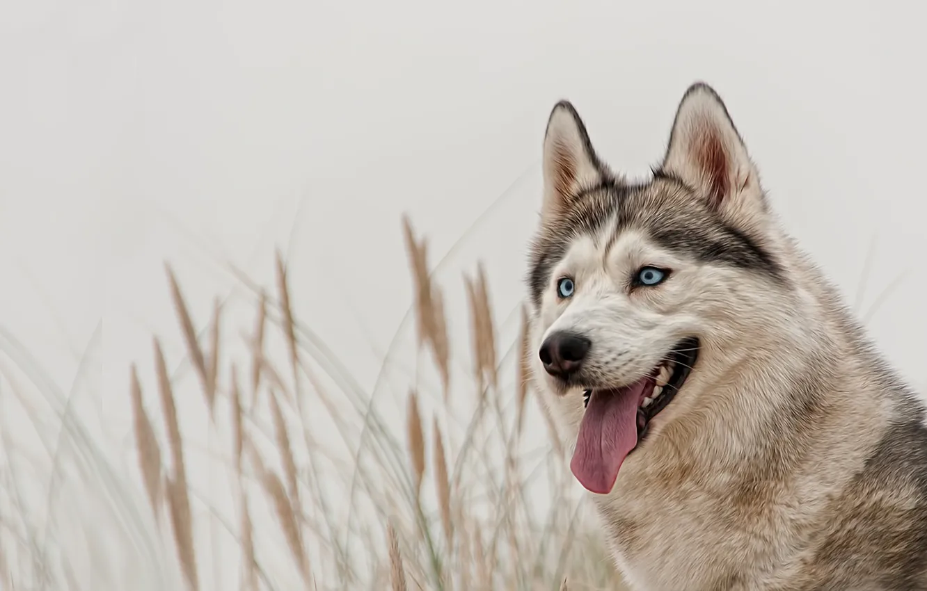 Фото обои взгляд, собака, голубые глаза, хаски, сибирский хаски