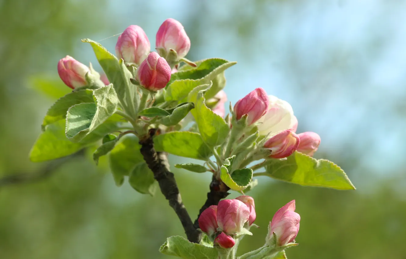 Фото обои flower, spring, twig
