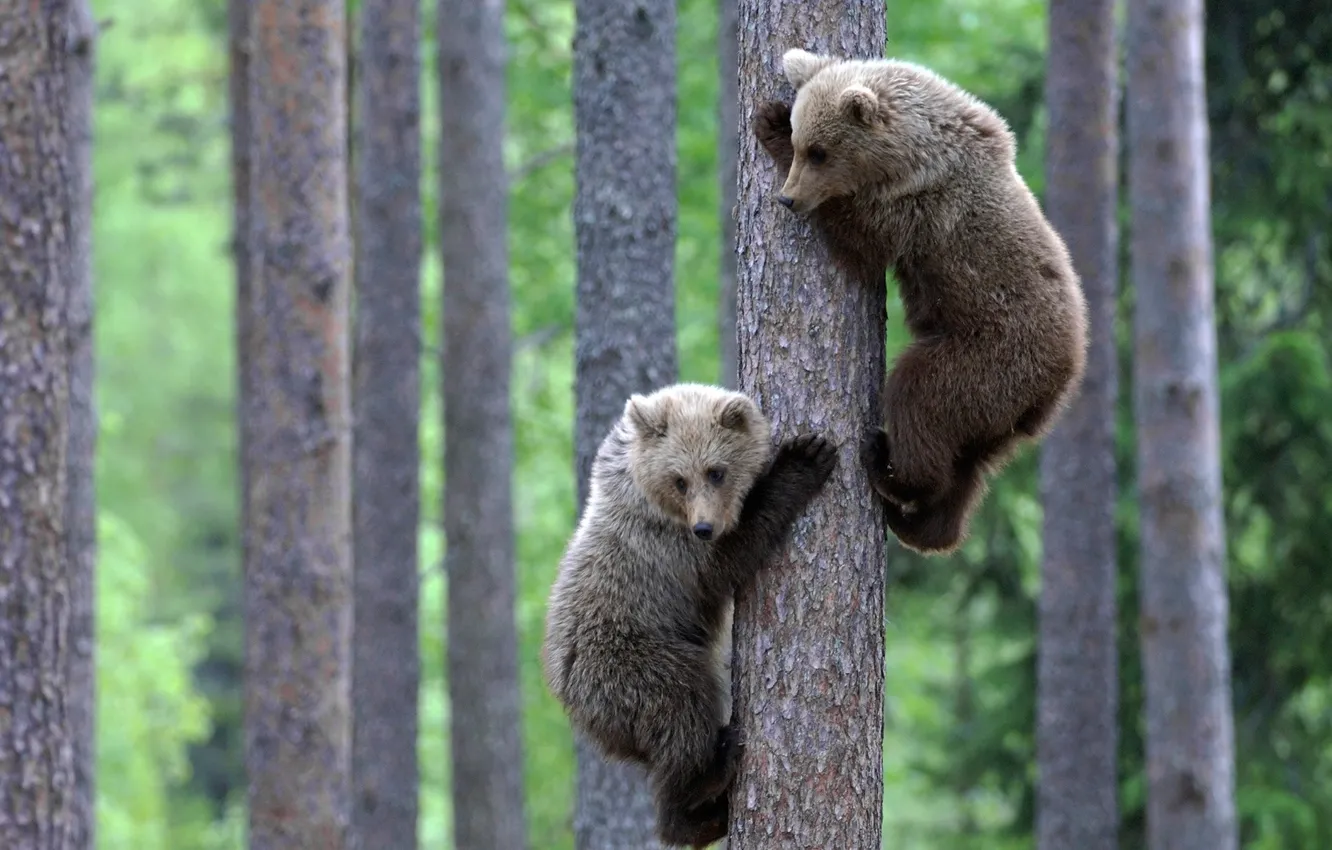 Фото обои animals, wildlife, Bears, brouwn bears