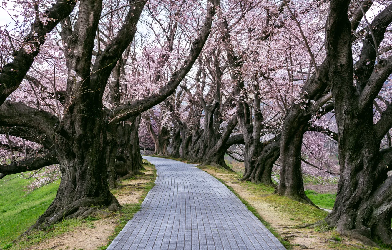 Фото обои парк, тропа, весна, Япония, сакура, Japan, цветение, Kyoto