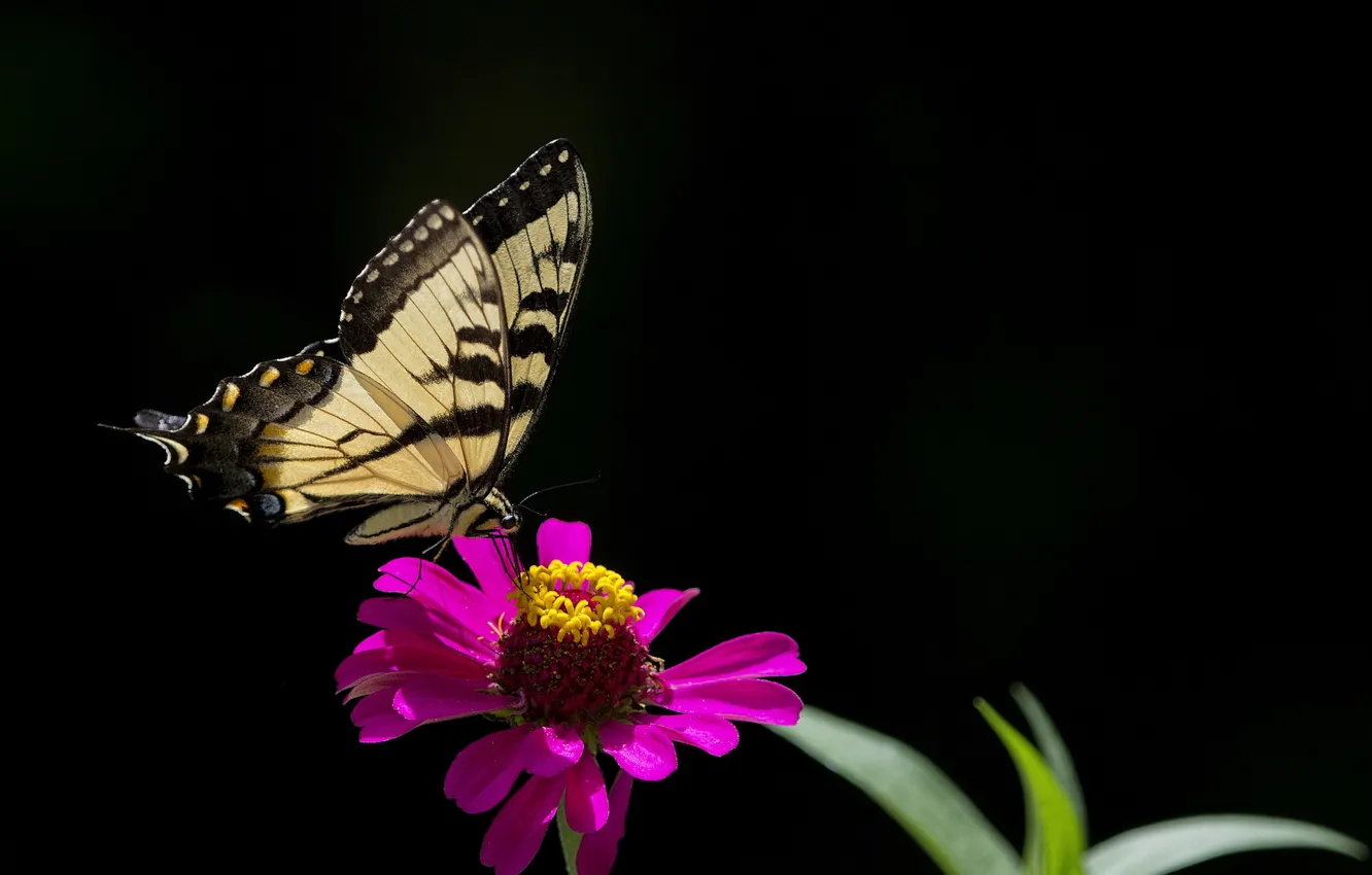Фото обои цветок, природа, бабочка