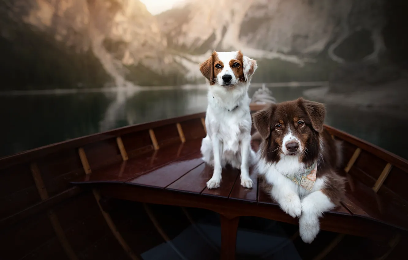 Фото обои собаки, лодка, парочка, две собаки, в лодке