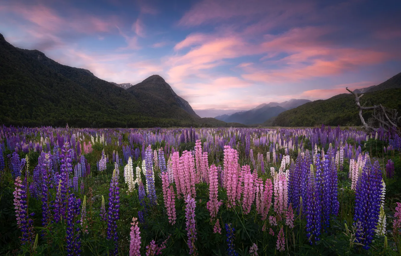 Фото обои цветы, горы, Новая Зеландия, луг, New Zealand, люпины, Fiordland, Фьордленд