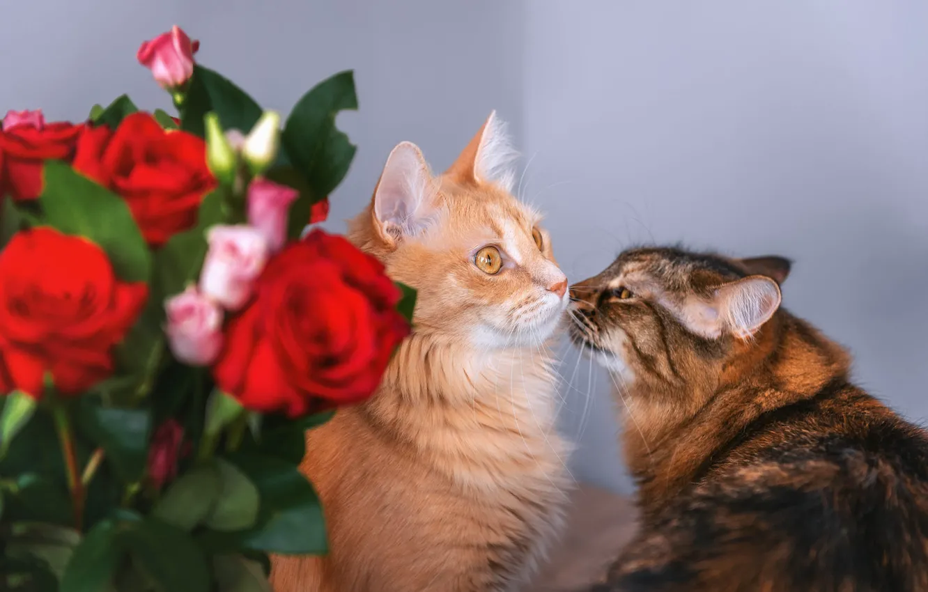 Фото обои кошка, кот, взгляд, кошки, цветы, поза, стена, коты